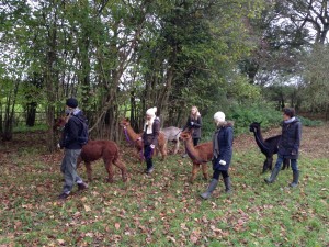 Alpaca trekking in Sussex