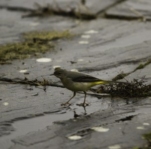 Grey wagtail at Spring Farm