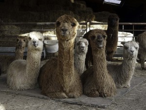 Female alpacas with babies at our holiday let in East Sussex