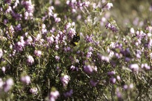 bumblebees in Sussex