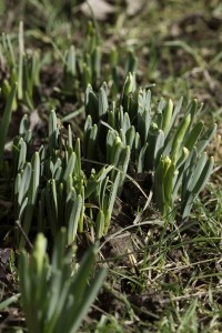 Wild daffodils in Sussex