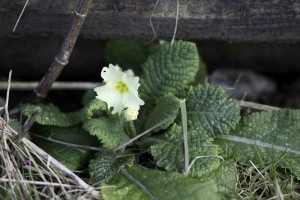 Primrose at Spring Farm