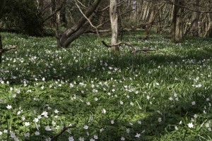 Wood anemones in bloom at Spring Farm Alpacas