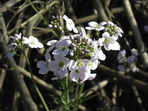 Cuckoo flower at Spring farm