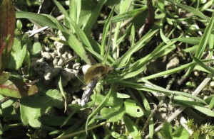 Bee fly adult in East Sussex