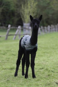 Baby alpaca