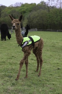 Baby alpacas