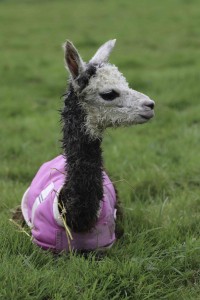 Baby alpaca