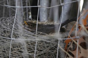 Blackbird sitting on nest