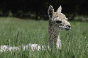 alpaca babies
