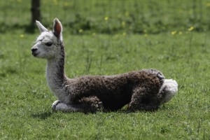 Young alpaca