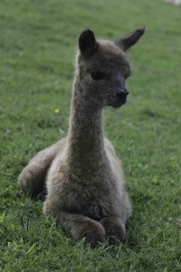 Alpaca cria