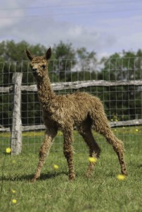 Alpaca cria