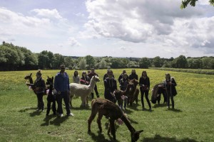 Alpaca walk on a hen party