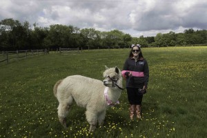 Walk an alpaca on a hen day