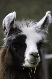 Male llama in Sussex