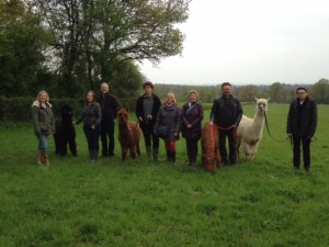 Come alpaca trekking in Sussex