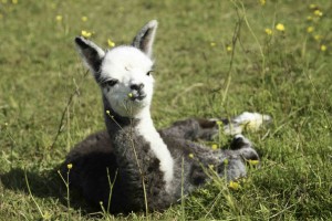 Baby alpaca