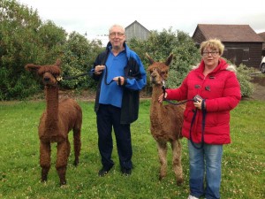 Birthday and anniversary walk with alpacas