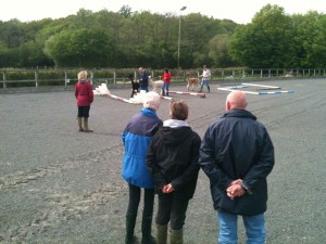 Alpaca agility in our sand school on our alpaca open day