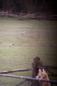 Grey heron at Spring Farm