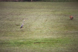 Fox stalking a grey heron