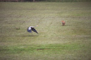 grey heron evades fox