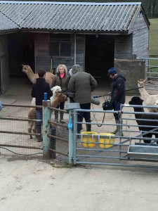 CBeebies Down on the farm 