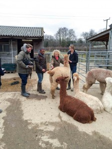 CBeebies at Spring Farm Alpacas