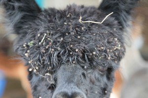 Alpacas and cleavers!