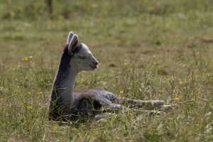 Lord percy a grey huacaya alpaca