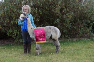 Reserve champion grey huacaya alpaca