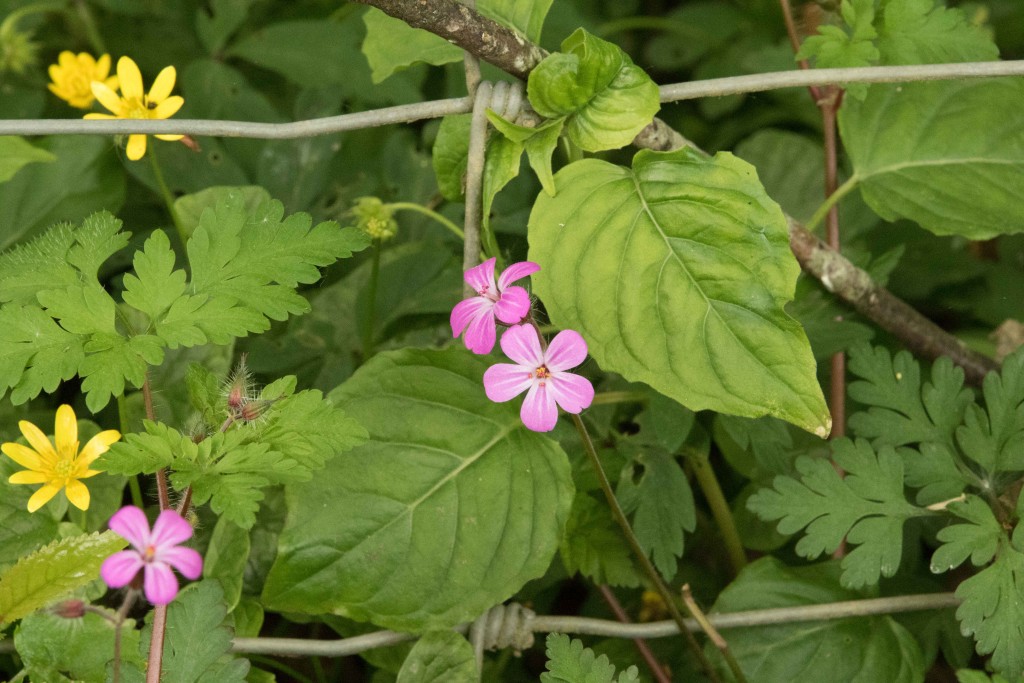 April wild flowers Alpaca Walking Spring Farm Alpacas