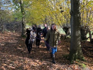 Autumn colours on November alpaca walk