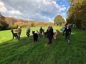 Autumn colours on November alpaca walk