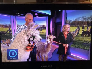 Llama and alpaca live on The One Show - a grand day out