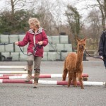 Alpaca open day