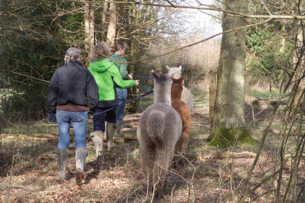 People walking alpacas at AlpacaWalking