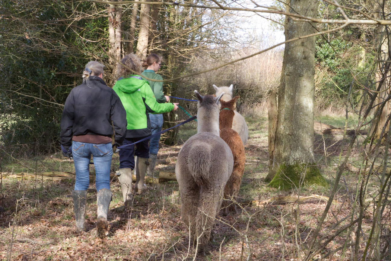 Alpaca walking with Spring Farm Alpacas, East Sussex.