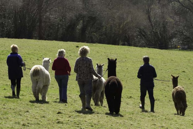 Alpaca walking in Sussex