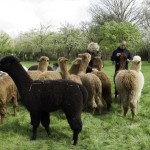 alpaca crias on our walk