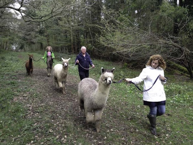 Walk with alpacas in our woodland