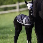 Male alpaca cria