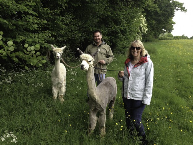 walk alpacas in sussex