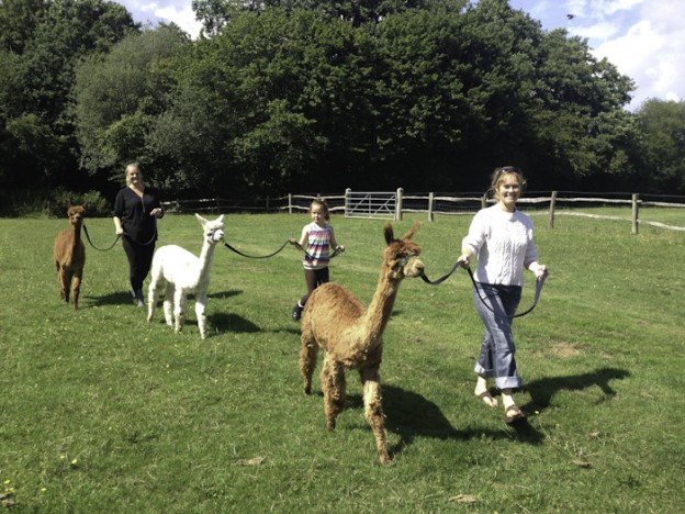 Walk alpacas in sussex