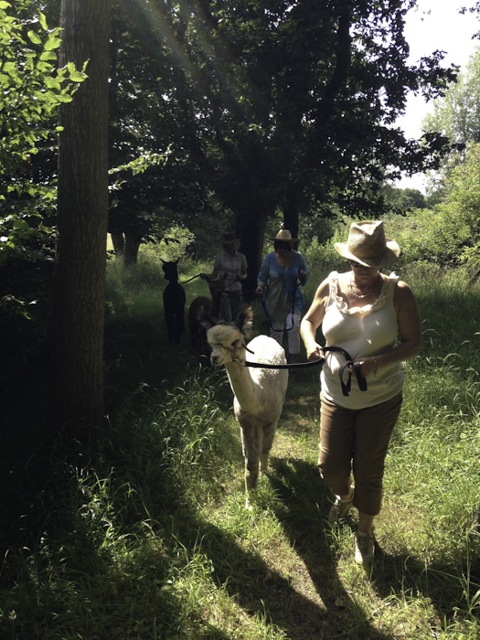 things to do in Sussex - walk with alpacas