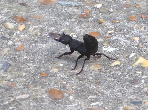 Devils coach horse beetle at Spring farm alpacas