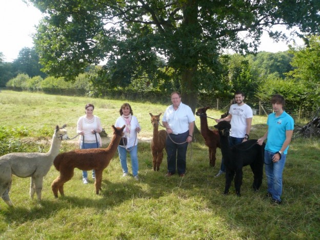 Walk an alpaca in sussex