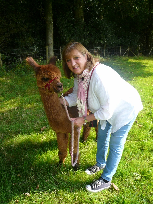 We offer alpaca walks and interactions