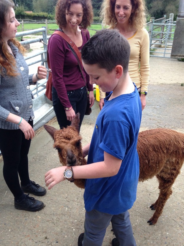 Meet baby alpacas